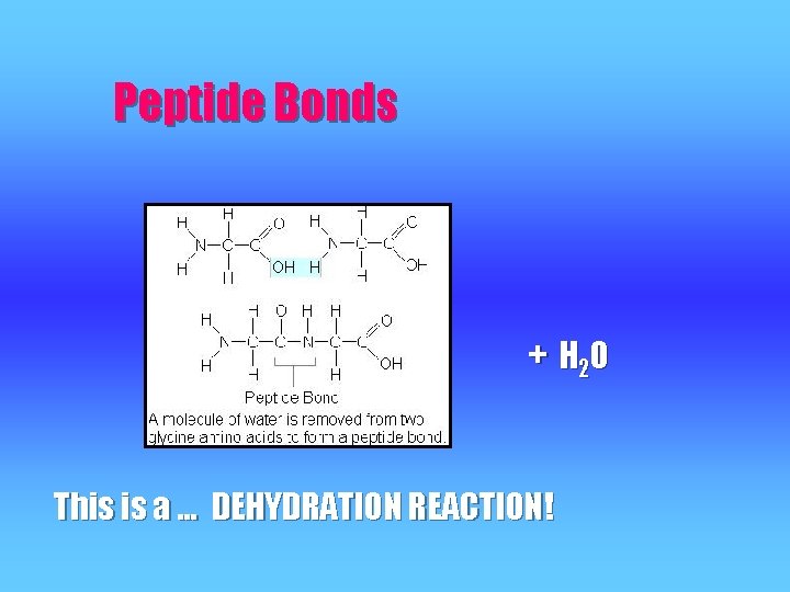 Peptide Bonds + H 2 O This is a … DEHYDRATION REACTION! 