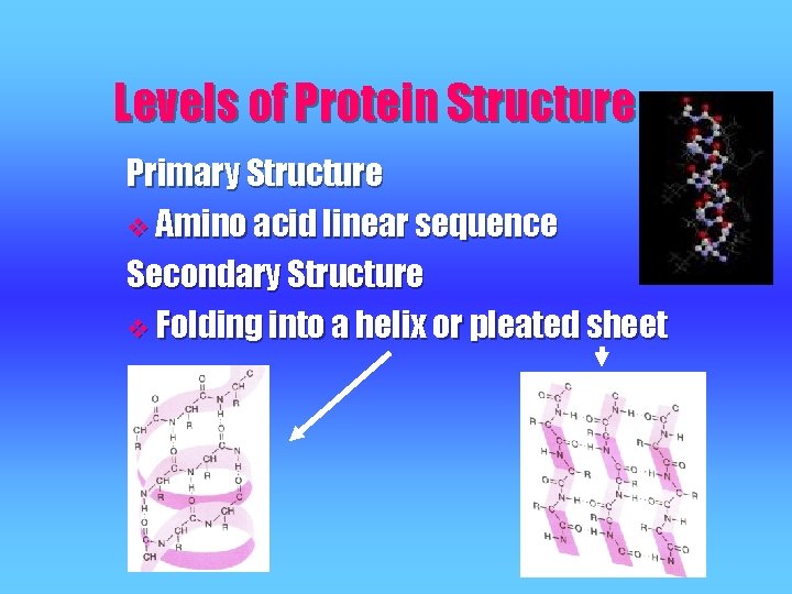 Levels of Protein Structure Primary Structure v Amino acid linear sequence Secondary Structure v