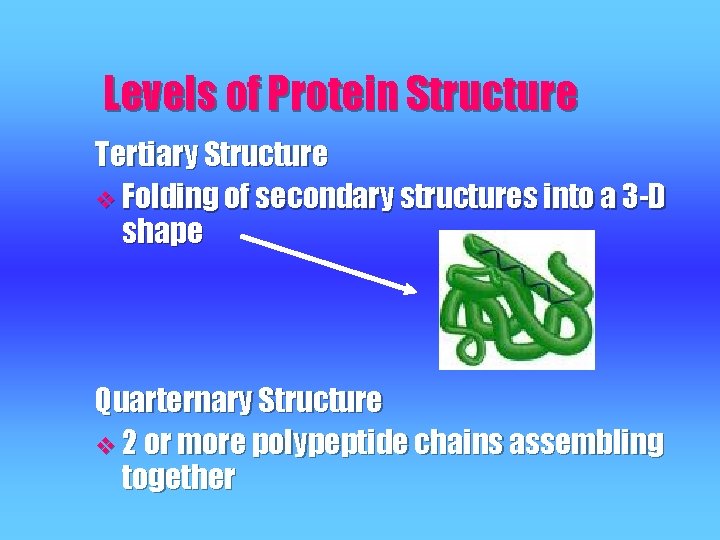 Levels of Protein Structure Tertiary Structure v Folding of secondary structures into a 3