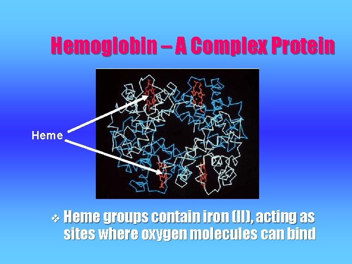 Hemoglobin – A Complex Protein Heme v Heme groups contain iron (II), acting as Hemoglobin – A Complex Protein Heme v Heme groups contain iron (II), acting as
