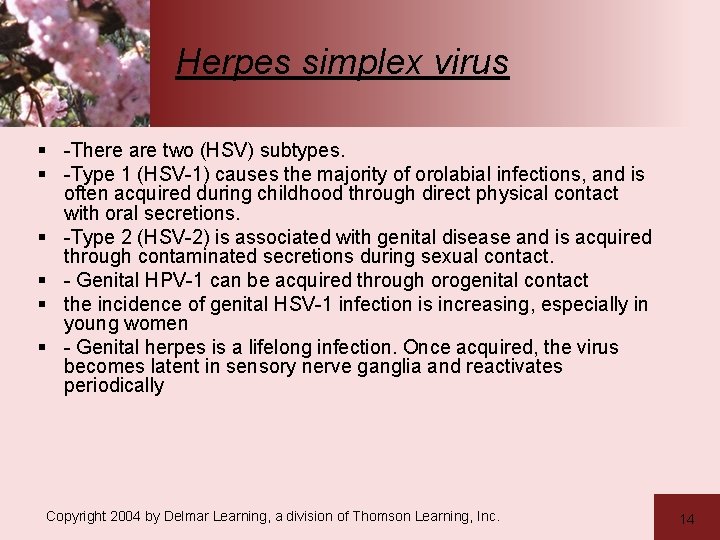 Herpes simplex virus § -There are two (HSV) subtypes. § -Type 1 (HSV-1) causes