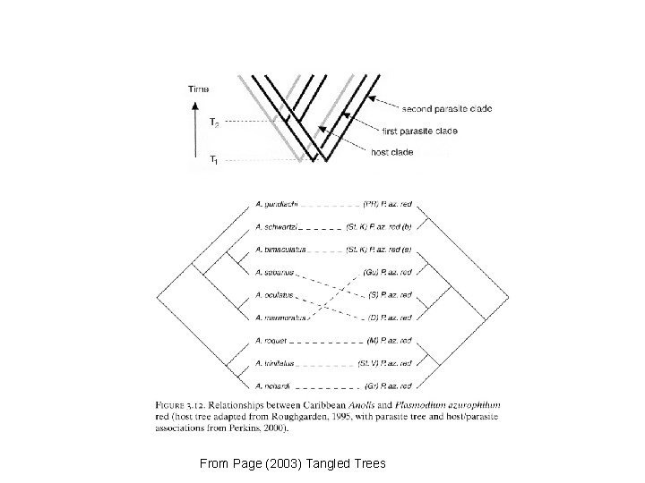 From Page (2003) Tangled Trees 