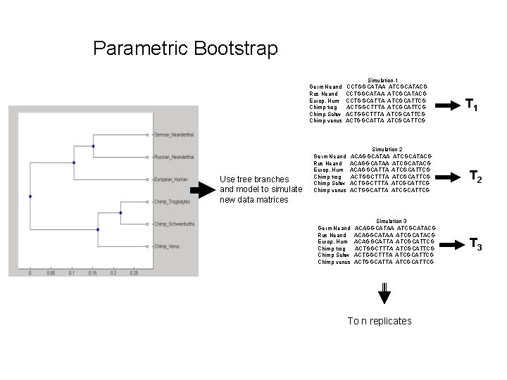 Parametric Bootstrap Germ Neand Rus Neand Europ. Hum Chimp trog Chimp Schw Chimp venus