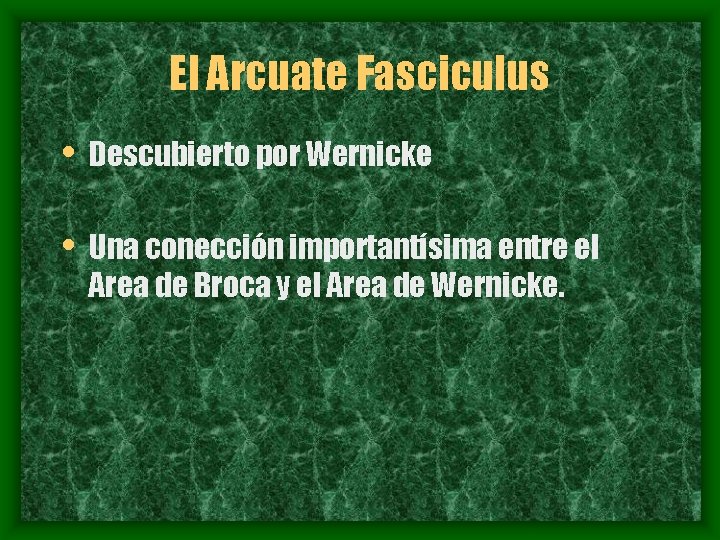 El Arcuate Fasciculus • Descubierto por Wernicke • Una conección importantísima entre el Area