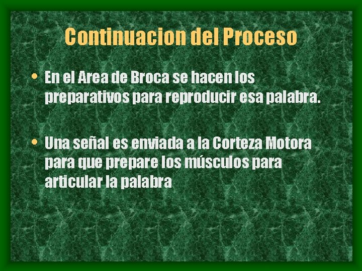 Continuacion del Proceso • En el Area de Broca se hacen los preparativos para