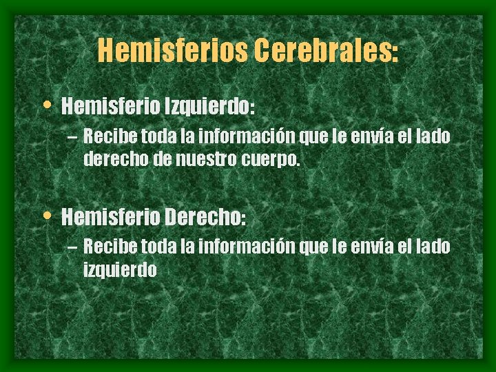 Hemisferios Cerebrales: • Hemisferio Izquierdo: – Recibe toda la información que le envía el