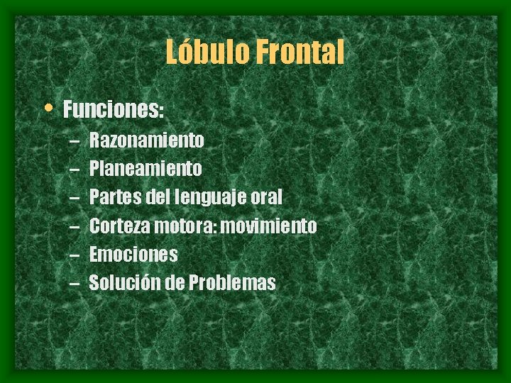 Lóbulo Frontal • Funciones: – – – Razonamiento Planeamiento Partes del lenguaje oral Corteza