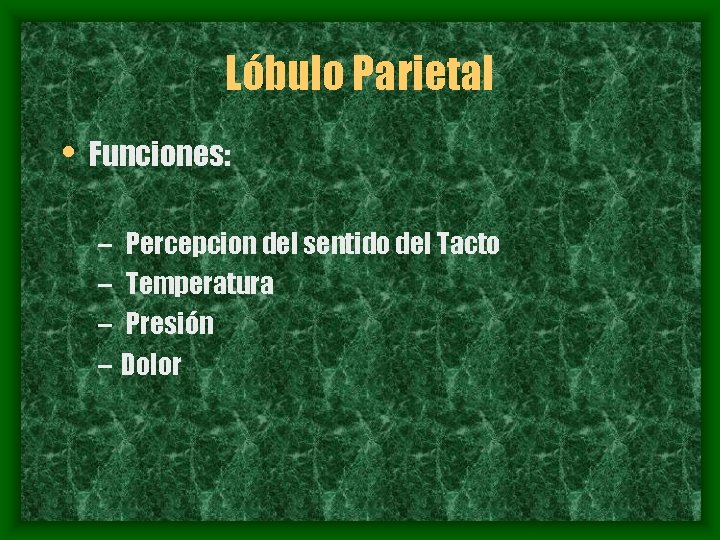 Lóbulo Parietal • Funciones: – Percepcion del sentido del Tacto – Temperatura – Presión