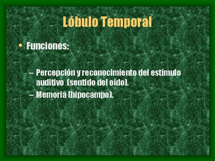 Lóbulo Temporal • Funciones: – Percepción y reconocimiento del estímulo auditivo (sentido del oído).