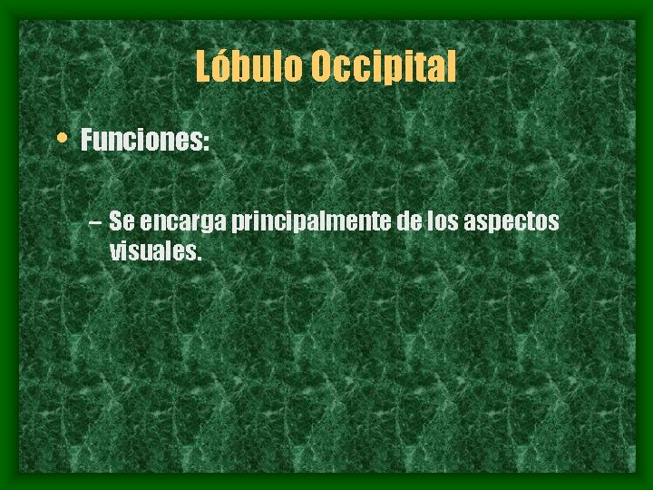 Lóbulo Occipital • Funciones: – Se encarga principalmente de los aspectos visuales. 