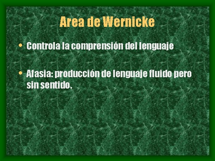 Area de Wernicke • Controla la comprensión del lenguaje • Afasia: producción de lenguaje