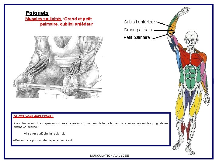 Poignets Muscles sollicités : Grand et petit palmaire, cubital antérieur Cubital antérieur Grand palmaire