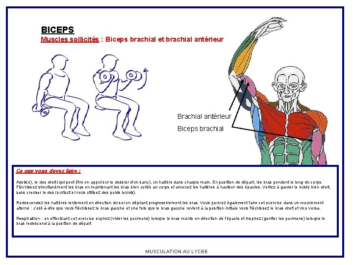 BICEPS Muscles sollicités : Biceps brachial et brachial antérieur Biceps brachial Ce que vous