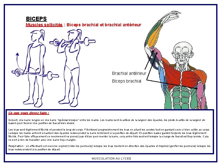 BICEPS Muscles sollicités : Biceps brachial et brachial antérieur Biceps brachial Ce que vous
