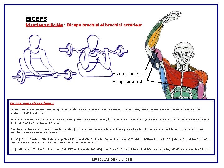 BICEPS Muscles sollicités : Biceps brachial et brachial antérieur Biceps brachial Ce que vous