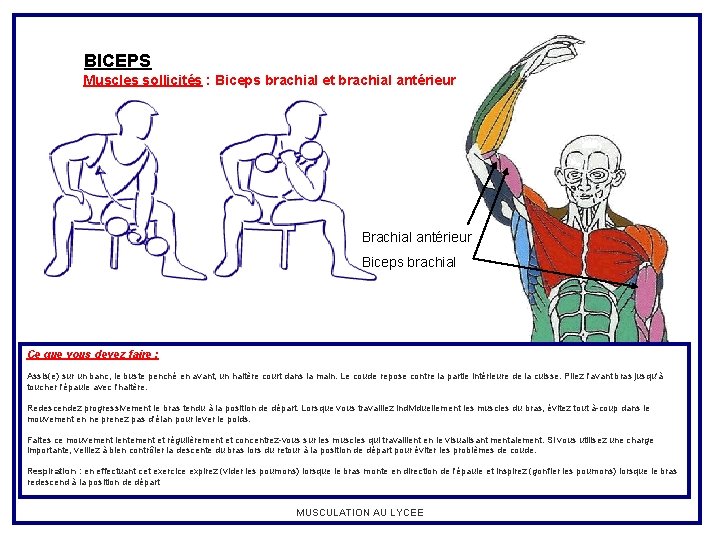 BICEPS Muscles sollicités : Biceps brachial et brachial antérieur Biceps brachial Ce que vous