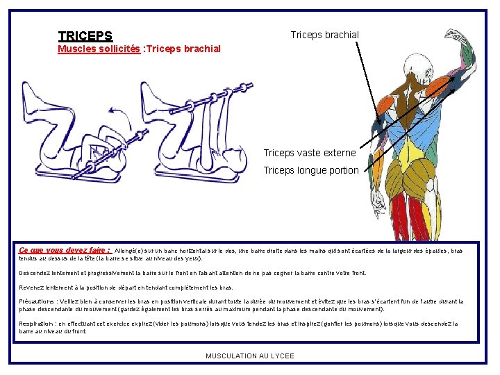 TRICEPS Triceps brachial Muscles sollicités : Triceps brachial Triceps vaste externe Triceps longue portion