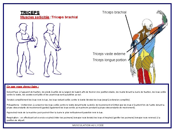 TRICEPS Triceps brachial Muscles sollicités : Triceps brachial Triceps vaste externe Triceps longue portion