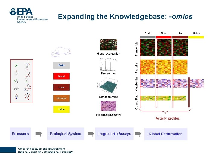 Expanding the Knowledgebase: -omics Brain Blood Proteomics Liver Kidneys Metabolomics Urine Histomorphometry Stressors Biological
