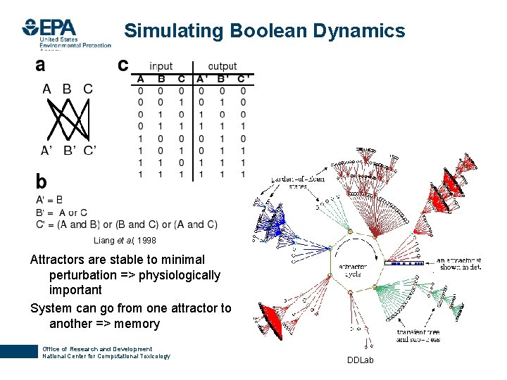 Simulating Boolean Dynamics Liang et al, 1998 Attractors are stable to minimal perturbation =>
