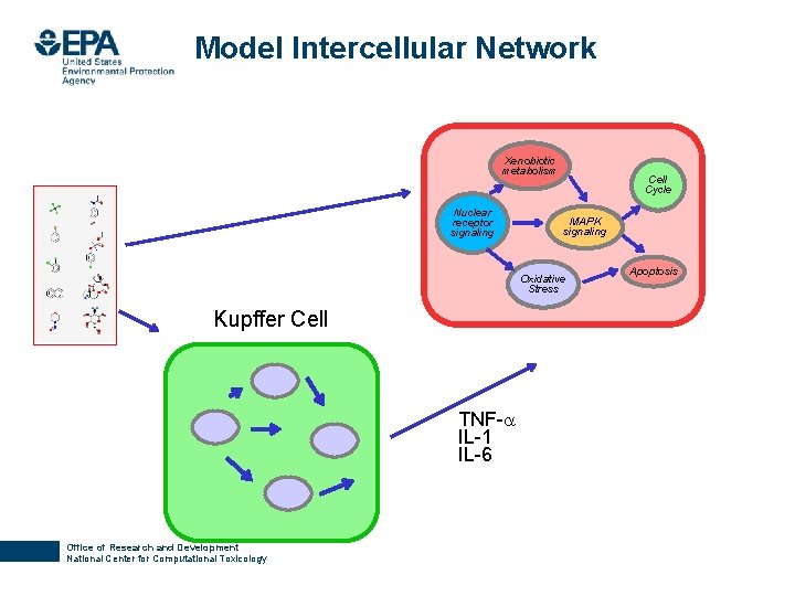 Model Intercellular Network Xenobiotic metabolism Nuclear receptor signaling Cell Cycle MAPK signaling Oxidative Stress