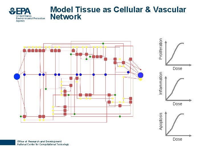 Proliferation Model Tissue as Cellular & Vascular Network Inflammation Dose Apoptosis Dose Office of