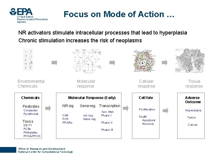 Focus on Mode of Action … NR activators stimulate intracellular processes that lead to