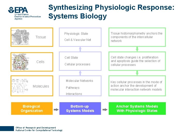 Synthesizing Physiologic Response: Systems Biology Tissue Physiologic State Cell & Vascular Net Cell State