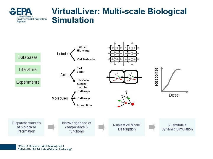 Virtual. Liver: Multi-scale Biological Simulation Cell Networks Literature Cells Cell State Response Databases Lobule
