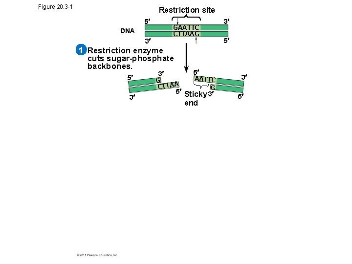Figure 20. 3 -1 Restriction site 5 GAATTC CTTAAG DNA 3 3 5 1