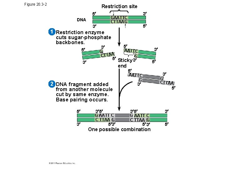 Figure 20. 3 -2 Restriction site 5 3 GAATTC CTTAAG DNA 3 5 1 Figure 20. 3 -2 Restriction site 5 3 GAATTC CTTAAG DNA 3 5 1
