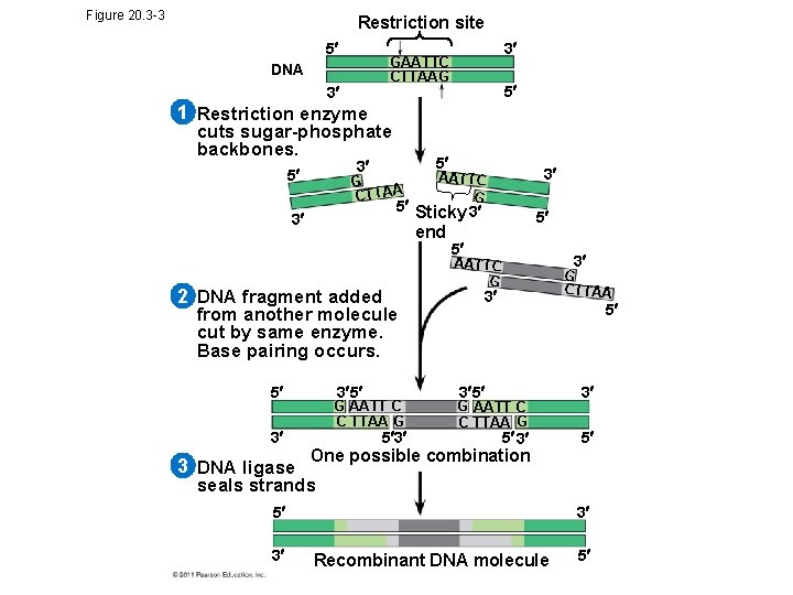 Figure 20. 3 -3 Restriction site 5 3 GAATTC CTTAAG DNA 3 5 1 Figure 20. 3 -3 Restriction site 5 3 GAATTC CTTAAG DNA 3 5 1
