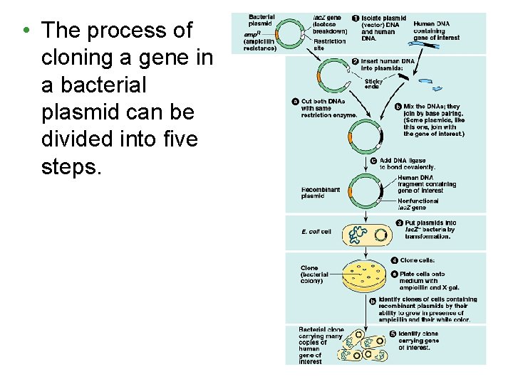  • The process of cloning a gene in a bacterial plasmid can be