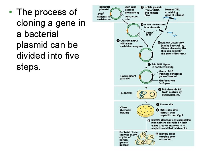 • The process of cloning a gene in a bacterial plasmid can be • The process of cloning a gene in a bacterial plasmid can be