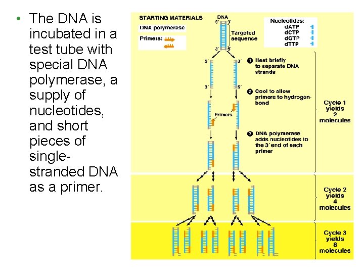  • The DNA is incubated in a test tube with special DNA polymerase,