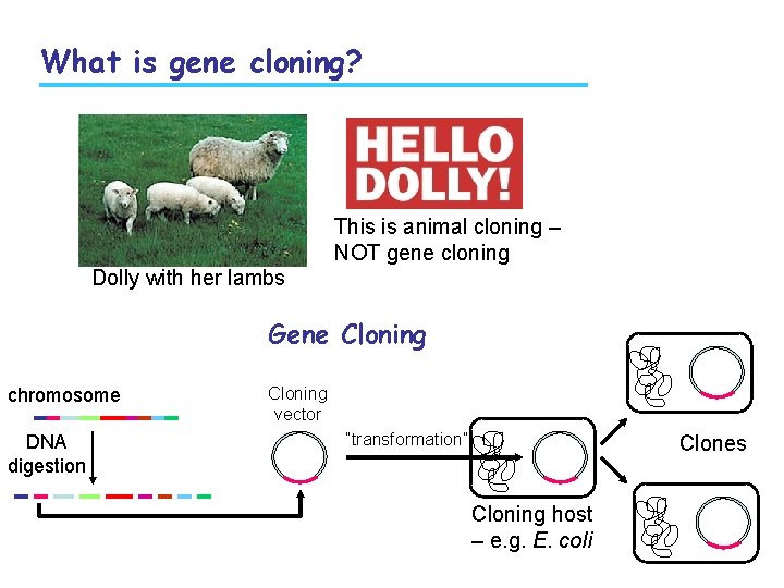 What is gene cloning? This is animal cloning – NOT gene cloning Dolly with