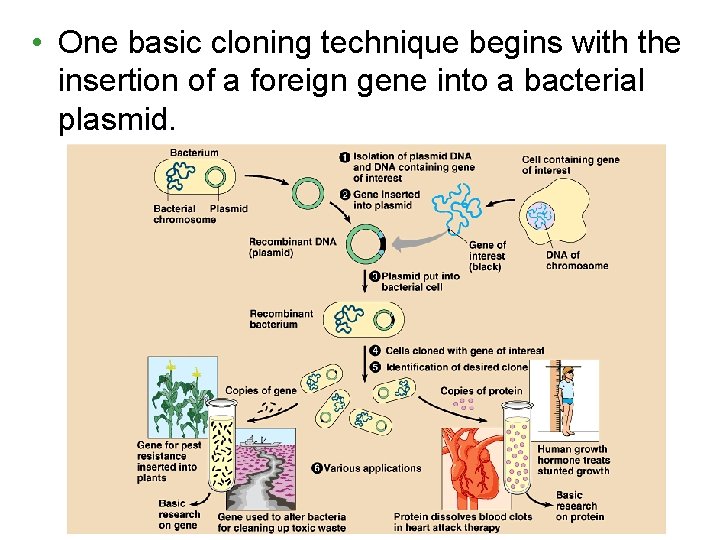 • One basic cloning technique begins with the insertion of a foreign gene • One basic cloning technique begins with the insertion of a foreign gene