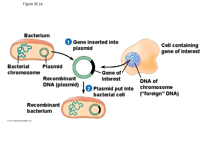 Figure 20. 2 a Bacterium 1 Gene inserted into plasmid Bacterial Plasmid chromosome Recombinant Figure 20. 2 a Bacterium 1 Gene inserted into plasmid Bacterial Plasmid chromosome Recombinant
