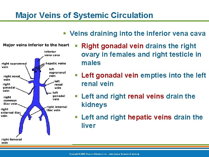 Major Veins of Systemic Circulation § Veins draining into the inferior vena cava §