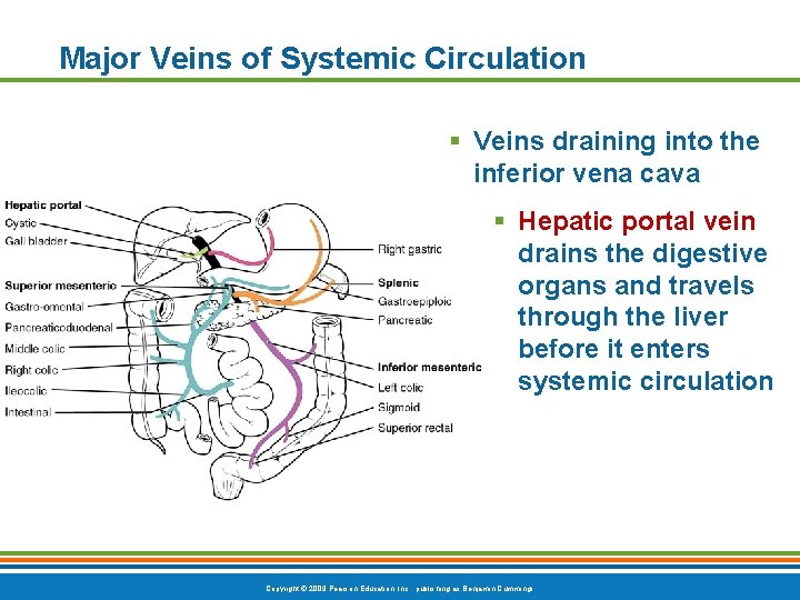 Major Veins of Systemic Circulation § Veins draining into the inferior vena cava §