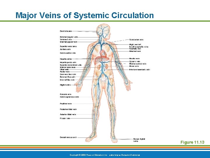 Major Veins of Systemic Circulation Figure 11. 13 Copyright © 2009 Pearson Education, Inc.