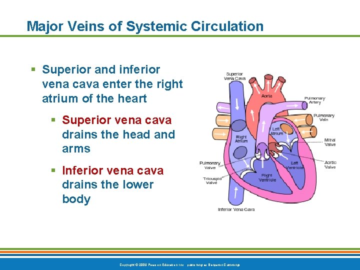 Major Veins of Systemic Circulation § Superior and inferior vena cava enter the right