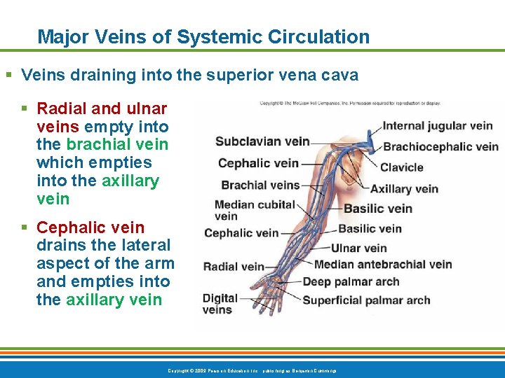 Major Veins of Systemic Circulation § Veins draining into the superior vena cava §