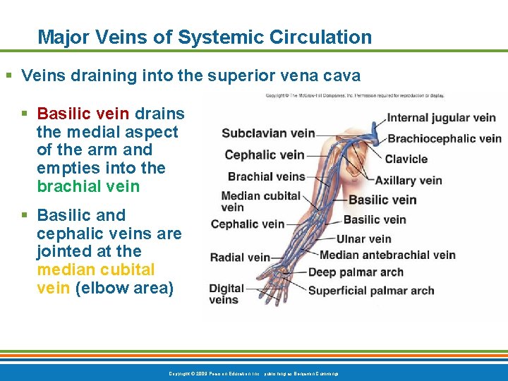 Major Veins of Systemic Circulation § Veins draining into the superior vena cava §