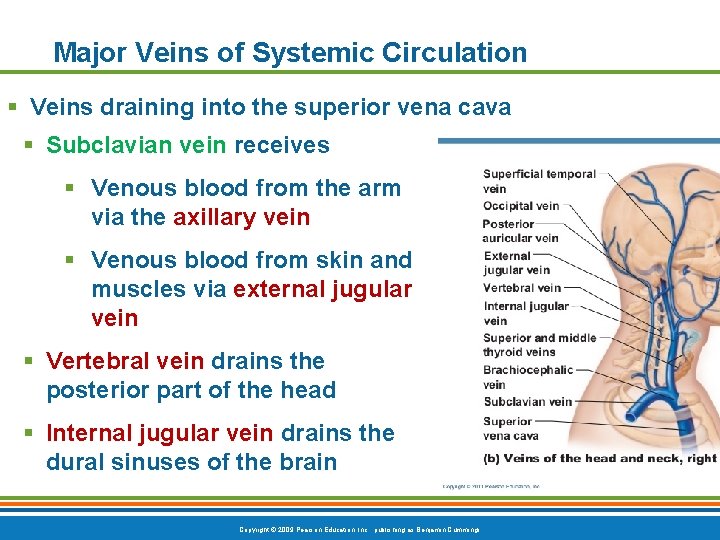 Major Veins of Systemic Circulation § Veins draining into the superior vena cava §