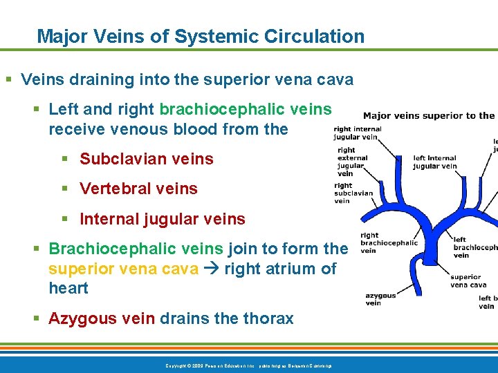 Major Veins of Systemic Circulation § Veins draining into the superior vena cava §