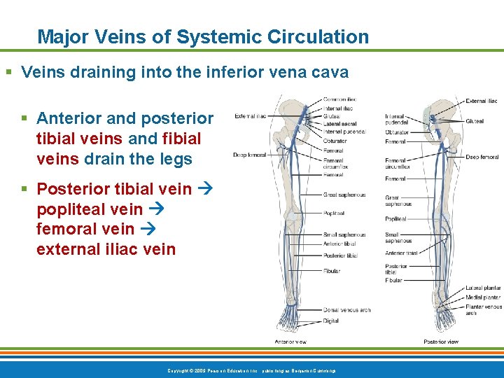 Major Veins of Systemic Circulation § Veins draining into the inferior vena cava §