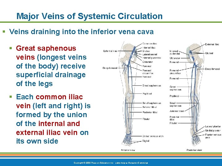 Major Veins of Systemic Circulation § Veins draining into the inferior vena cava §