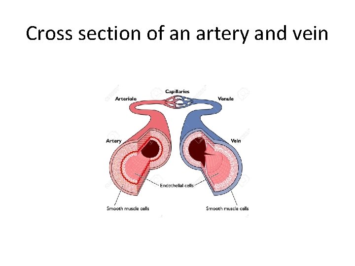 Cross section of an artery and vein 