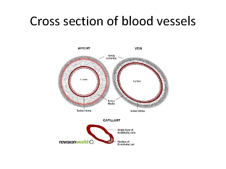 Cross section of blood vessels 